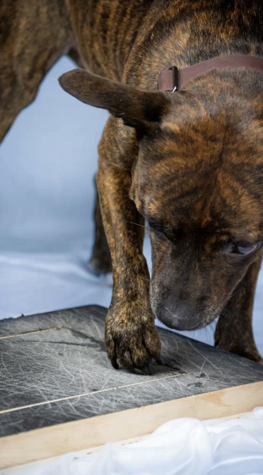 Brindle dog pawing the scratched nail scratch board