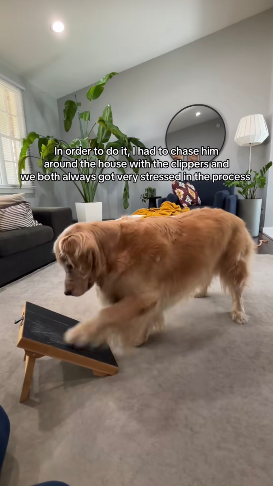 Golden Retriever scratching the nail scratch board at home, owner-supplied reel frame