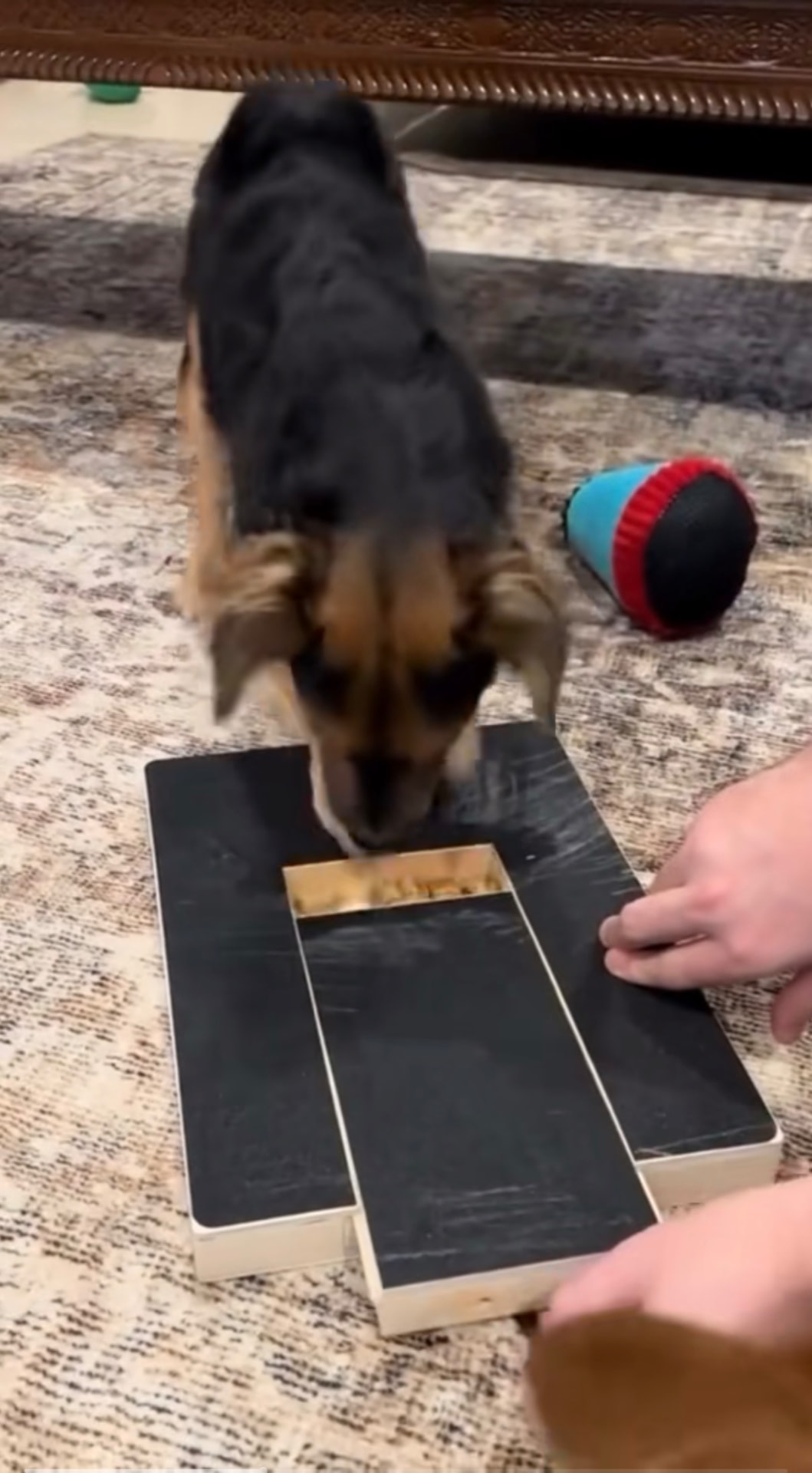 Black and tan dog taking treats from a wooden puzzle box on a rug while its owner holds the box open, owner-supplied reel frame