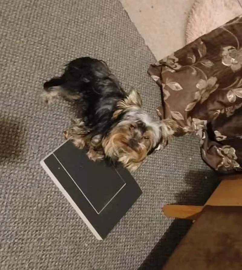 Yorkshire terrier standing beside the wooden nail scratch board on the carpet