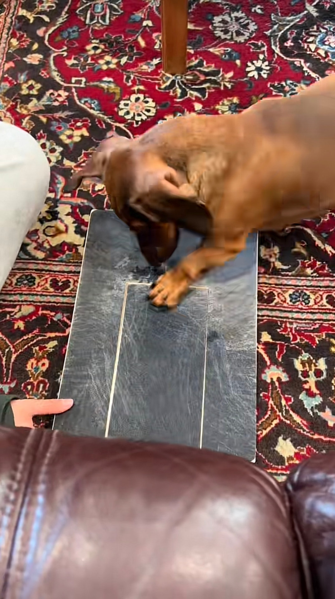 Dachshund scratching the nail scratch board on a rug while its owner holds the board steady, owner-supplied reel frame