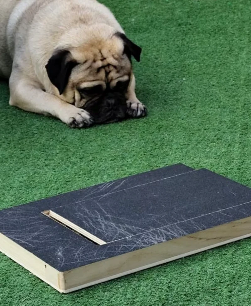Pug resting on artificial grass beside a scratched scratch board
